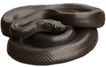 Black African House Snake